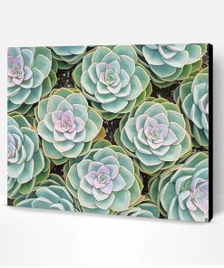 Beautiful Succulents Paint By Number