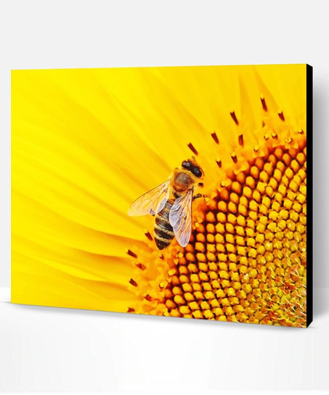 Bee On Sunflower Paint By Number