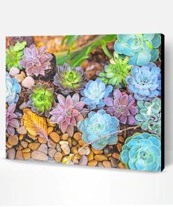 Colorful Succulents Paint By Number