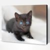 Cute Baby Cat With Blue Eyes Paint By Number