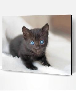 Cute Baby Cat With Blue Eyes Paint By Number