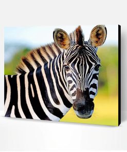 Cute Zebra Paint By Number