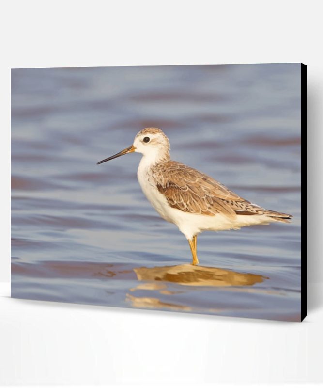 Marsh Sandpiper Paint By Number