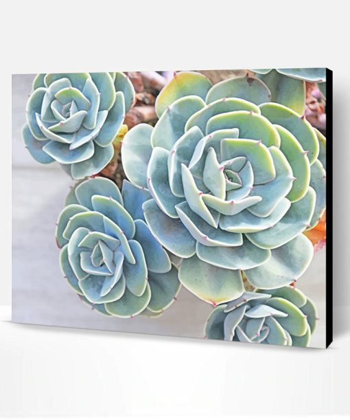 Succulents Paint By Number