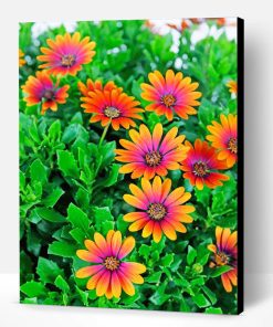 African Daisies Paint By Number