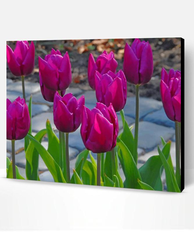 Purple Tulip Paint By Number