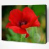 Red Poppy Flower Paint By Number