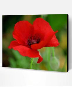 Red Poppy Flower Paint By Number