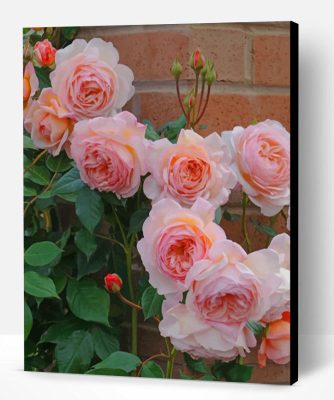 Rose Flowers Paint By Number