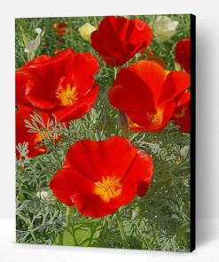 California Poppy Flowers Paint By Number