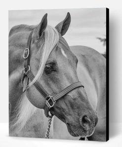 Black And White Horse Paint By Number