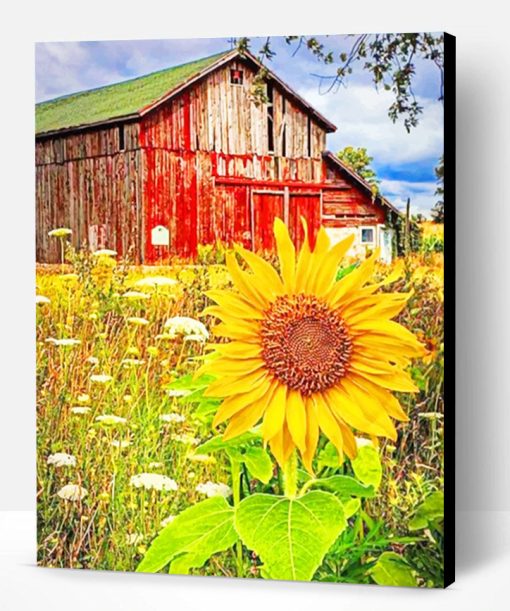 Old Barn And Sunflowers Paint By Number