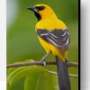 Yellow Oriole Paint By Number