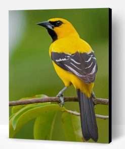 Yellow Oriole Paint By Number