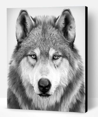 Black And White Wolf Paint By Number