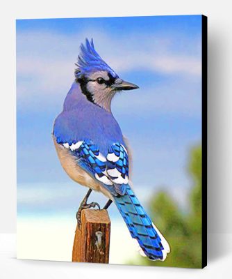 Blue Jay Bird Paint By Number