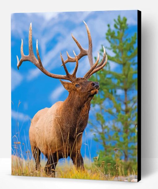 Bull Elk Paint By Number