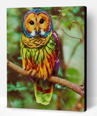 Colorful Owl Paint By Number