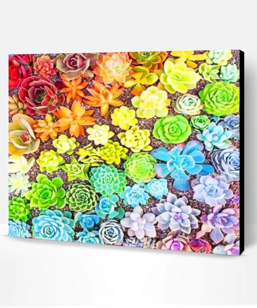 Colorful Succulents Paint By Number