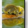 Cute Baby Duck Sleeping Paint By Number