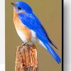 Eastern Bluebird Paint By Number