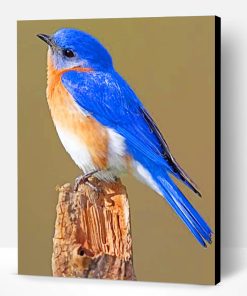 Eastern Bluebird Paint By Number