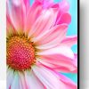 Pink Common Daisy Paint By Number
