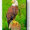 Southern Bald Eagle Paint By Number