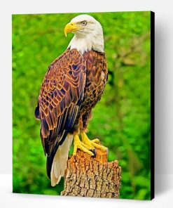 Southern Bald Eagle Paint By Number