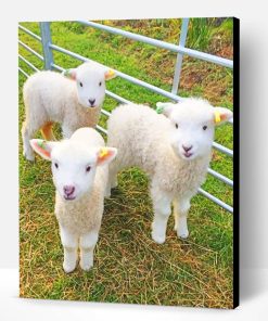 White Fluffy Lambs Paint By Number