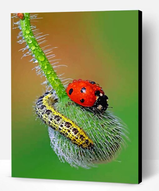 Ladybug Paint By Number