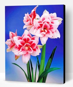 Amaryllis Flower Paint By Number