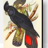 Red Tailed Black Cockatoo Paint By Number