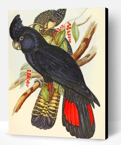 Red Tailed Black Cockatoo Paint By Number