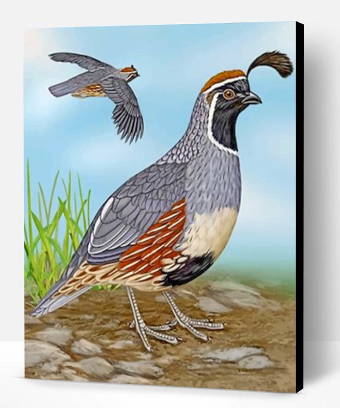 Gambel’s Quail Paint By Number