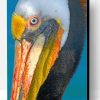Pelican Bird Paint By Number
