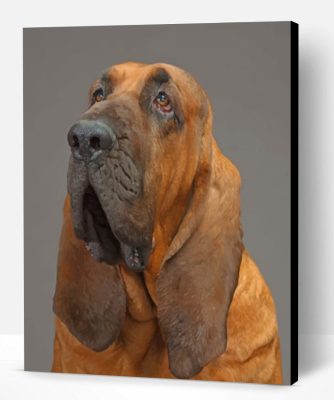 Bloodhound Paint By Number