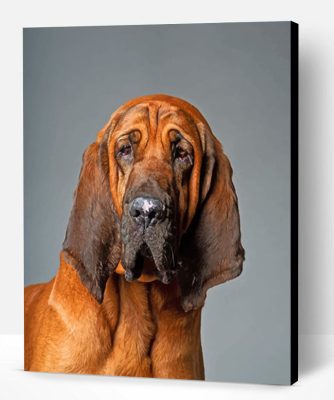 Bloodhound Dog Paint By Number