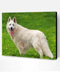 White Shepherd Paint By Number