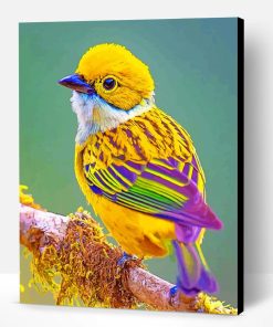 Silver Throated Tanager Bird Paint By Number
