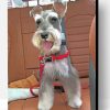 Miniature Schnauzer Paint By Number