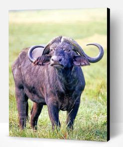 African Buffalo Animal Paint By Number