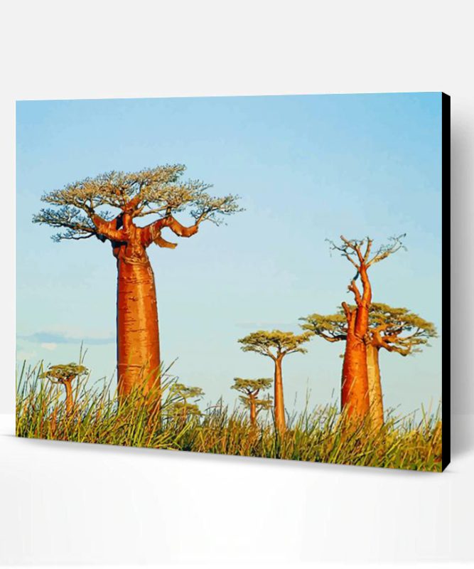 Alley Of The Baobabs Madagascar Paint By Number