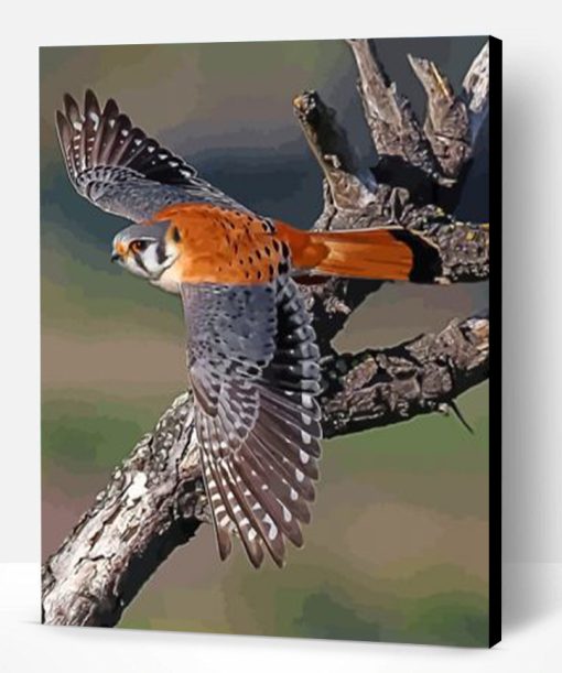 American Kesrel Desert Bird Paint By Number