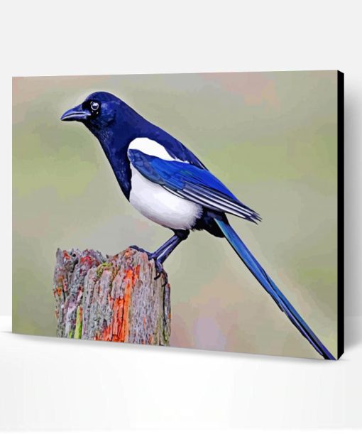 Australian Magpie Paint By Number