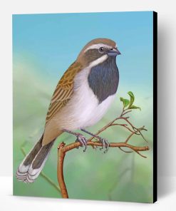 Throated Sparrow Paint By Number