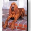 Brown Bloodhound Paint By Number