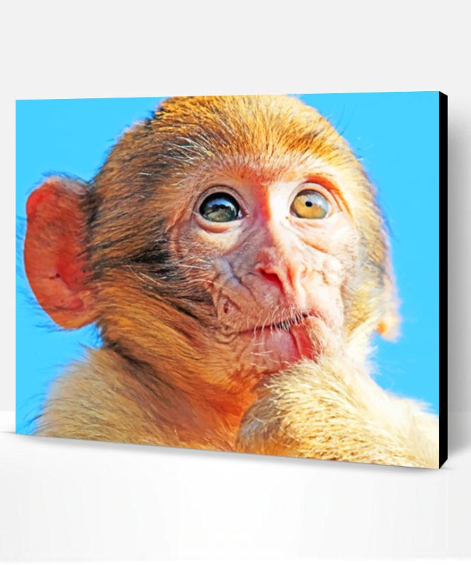 Brown Macaque Monkey Paint By Number