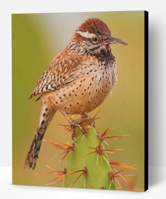 Cactus Wren Desert Bird Paint By Number