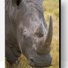 Gray Rhino Animal Paint By Number